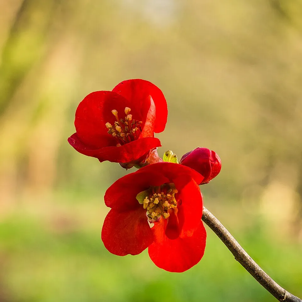 Piros virágú japánbirs / Chaenomeles x superba 'Nicoline'