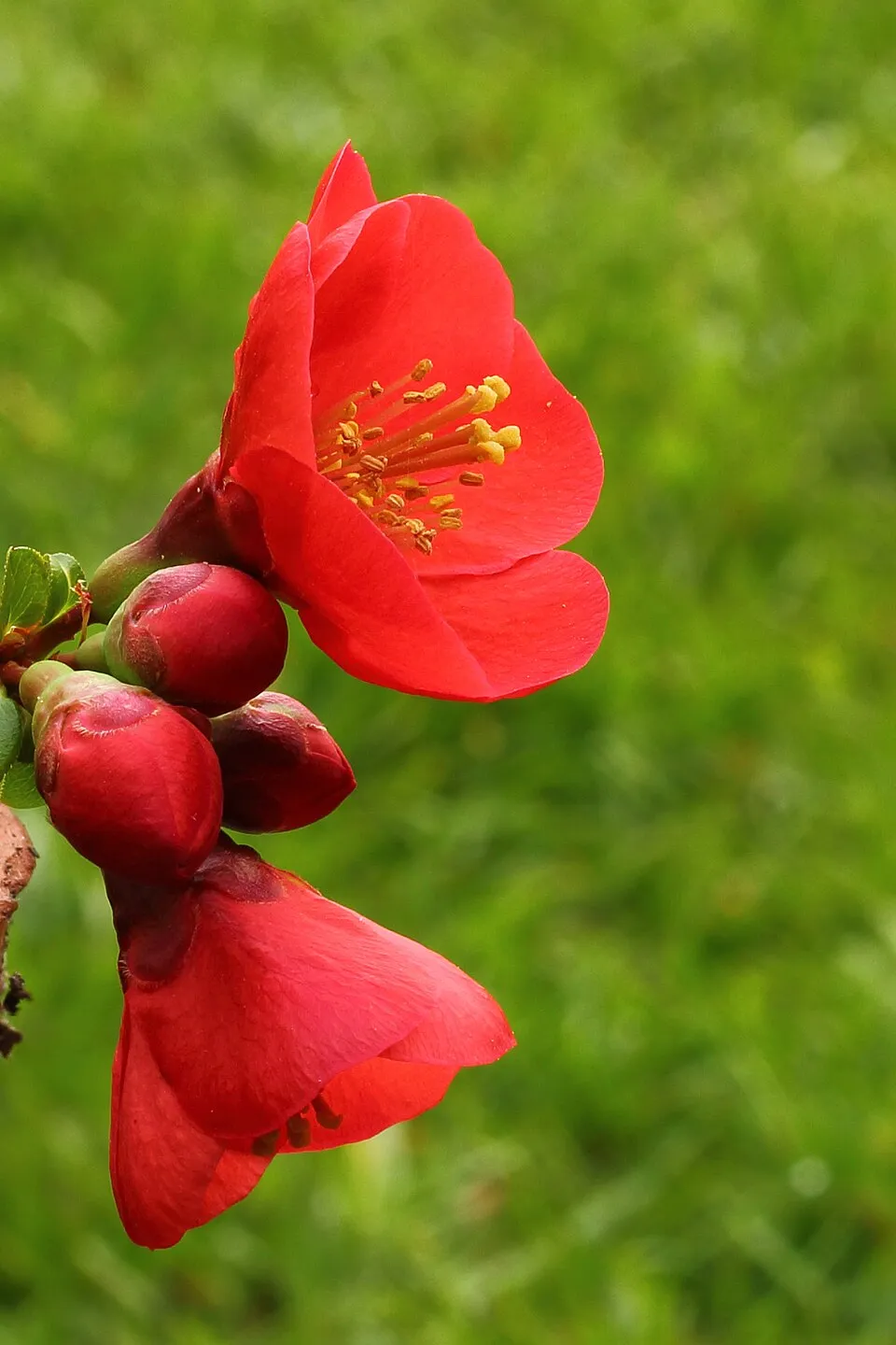 Narancssárga virágú japánbirs / Chaenomeles x superba 'Orange Trail'