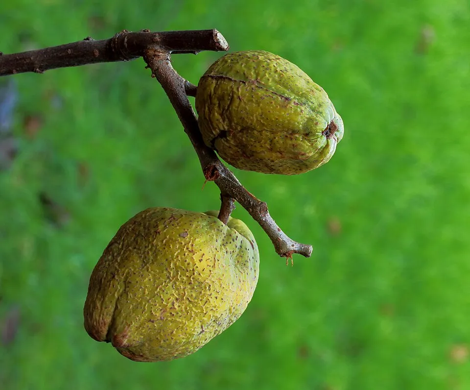 Narancssárga virágú japánbirs / Chaenomeles x superba 'Orange Trail'