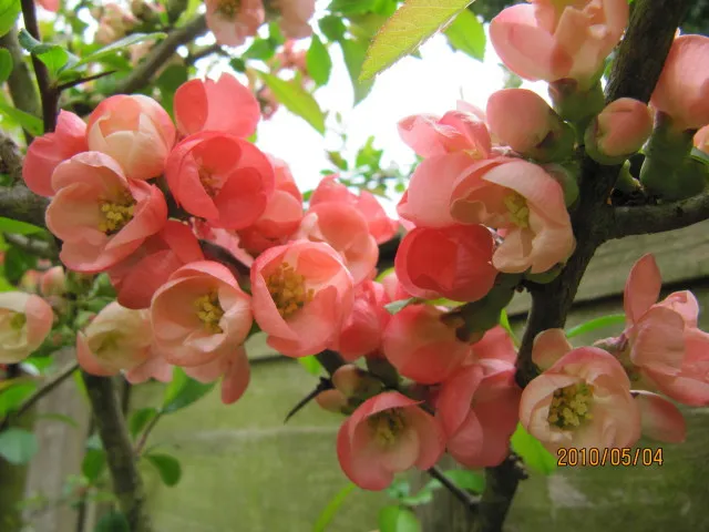 Rózsaszín virágú japánbirs / Chaenomeles x superba 'Pink Lady'