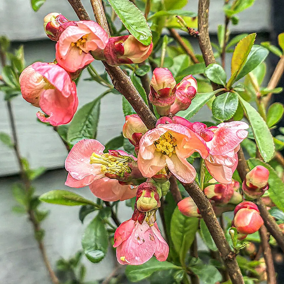 Rózsaszín virágú japánbirs / Chaenomeles x superba 'Pink Lady'