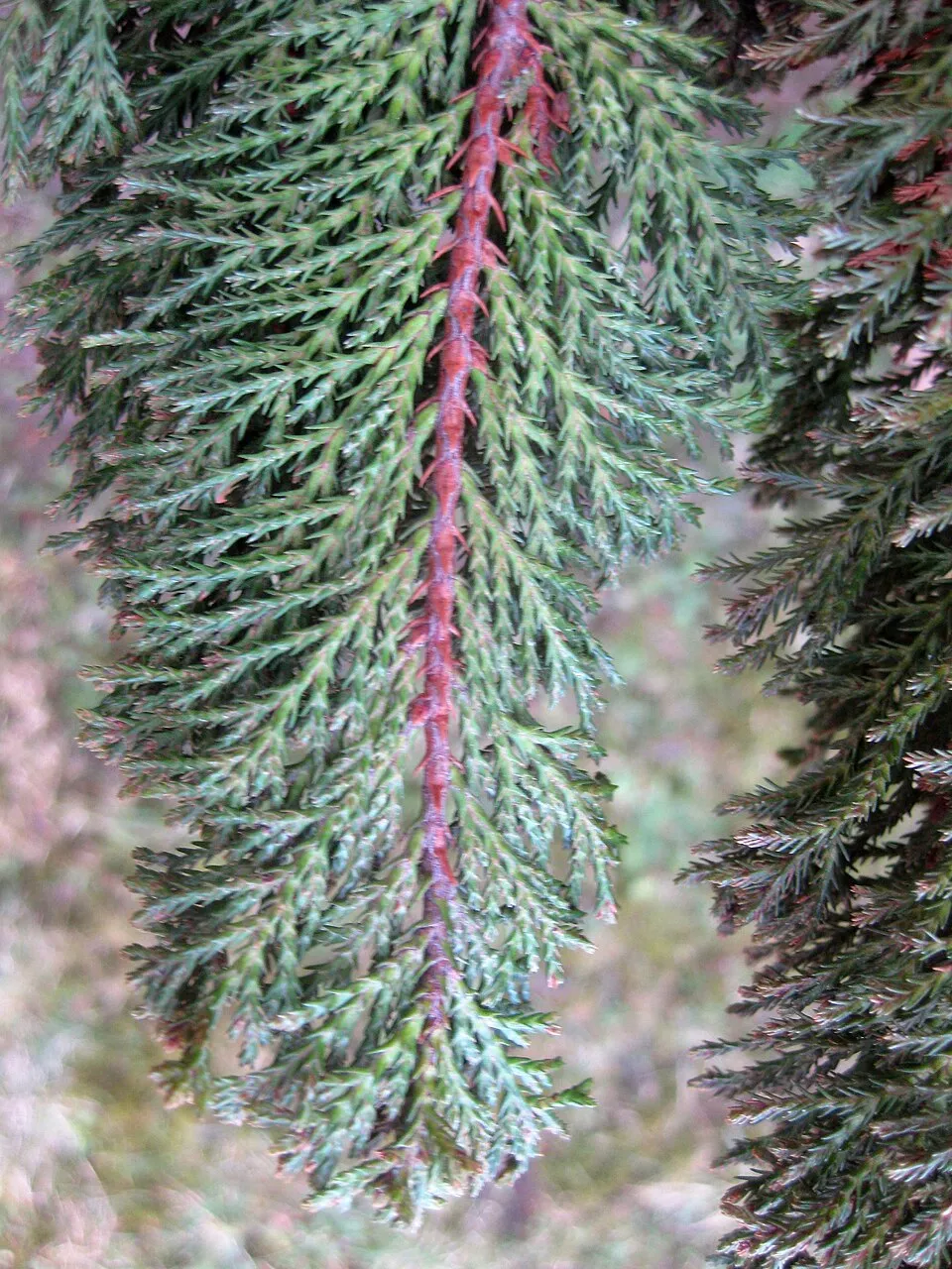 Oregoni hamisciprus / Chamaecyparis lawsoniana 'Ellwoodii'