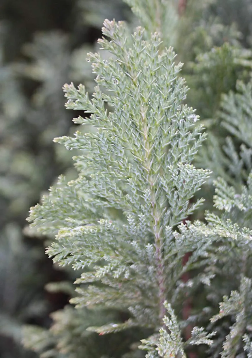 Oregoni hamisciprus / Chamaecyparis lawsoniana 'Ellwoodii'