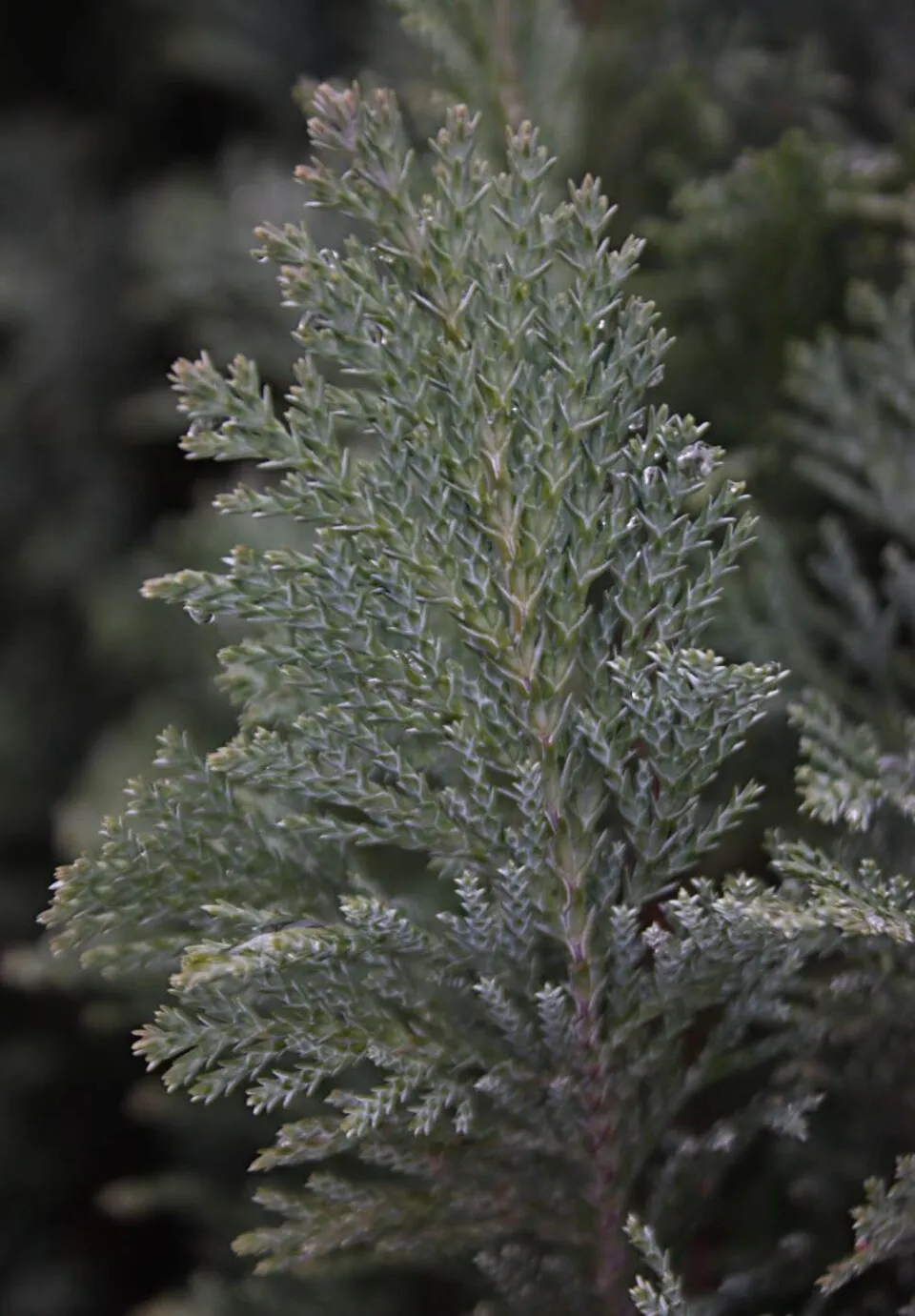 Oregoni hamisciprus / Chamaecyparis lawsoniana 'Ellwoodii'