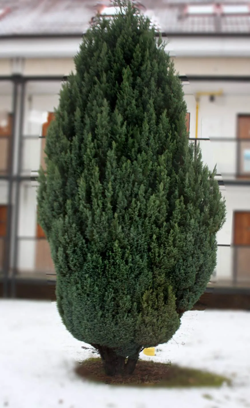 Oregoni hamisciprus / Chamaecyparis lawsoniana 'Ellwoodii'