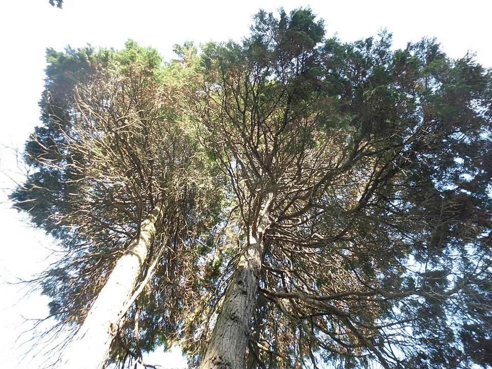 Oregoni hamisciprus / Chamaecyparis lawsoniana 'Ellwoodii'