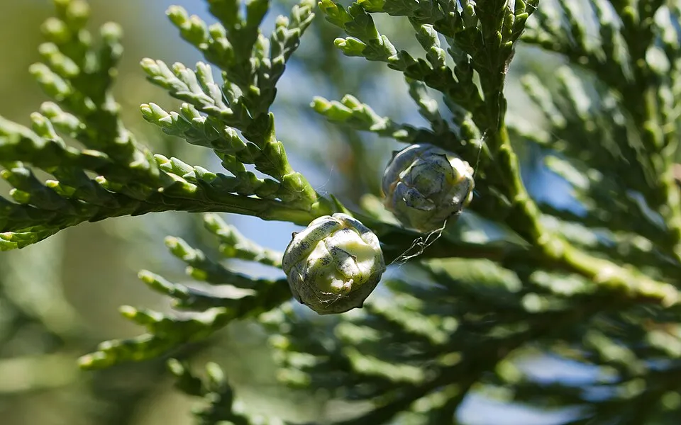 Oregoni hamisciprus / Chamaecyparis lawsoniana 'Ellwoodii'