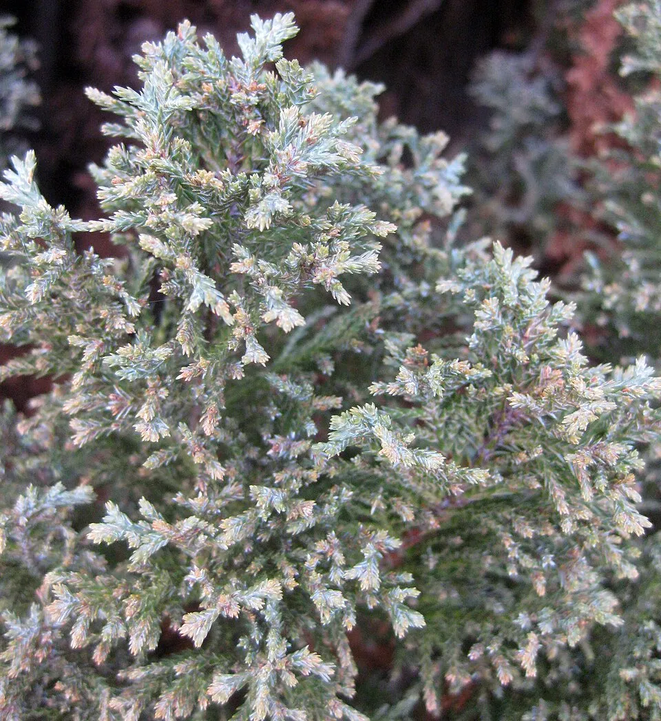 Oregoni hamisciprus / Chamaecyparis lawsoniana 'Ellwoodii'
