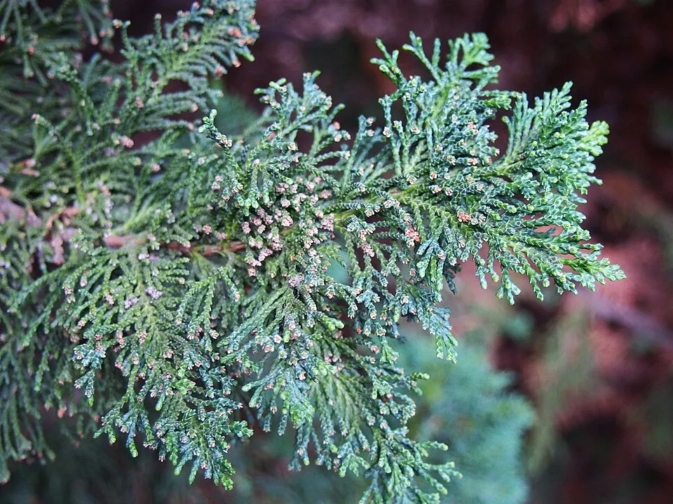 Arany oregoni hamisciprus / Chamaecyparis lawsoniana 'Stardust'