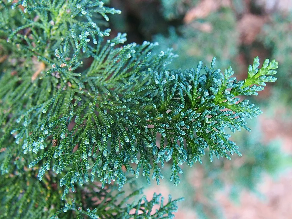 Arany oregoni hamisciprus / Chamaecyparis lawsoniana 'Stardust'