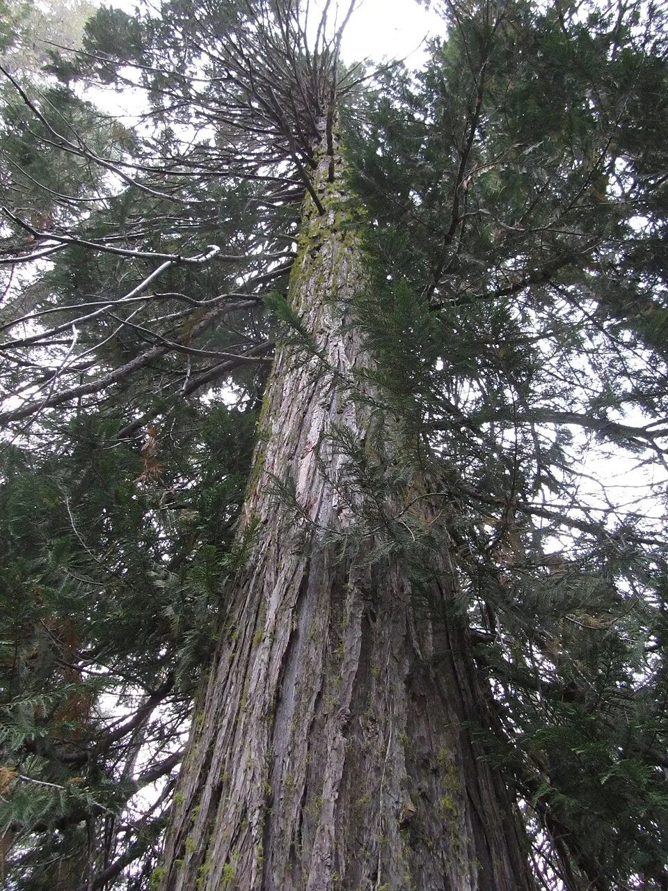 Arany oregoni hamisciprus / Chamaecyparis lawsoniana 'Stardust'