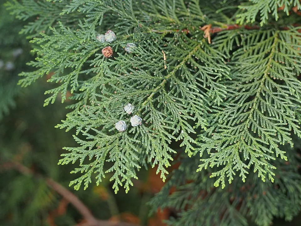 Arany oregoni hamisciprus / Chamaecyparis lawsoniana 'Stardust'