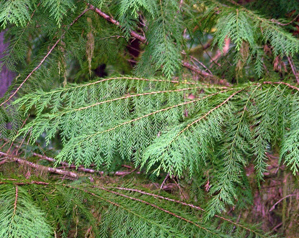 Arany oregoni hamisciprus / Chamaecyparis lawsoniana 'Stardust'