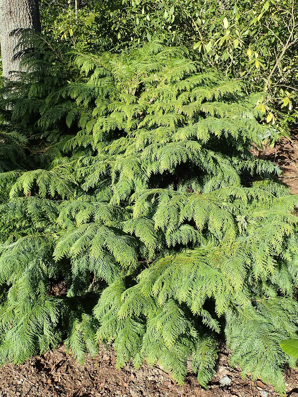 Arany oregoni hamisciprus / Chamaecyparis lawsoniana 'Stardust'