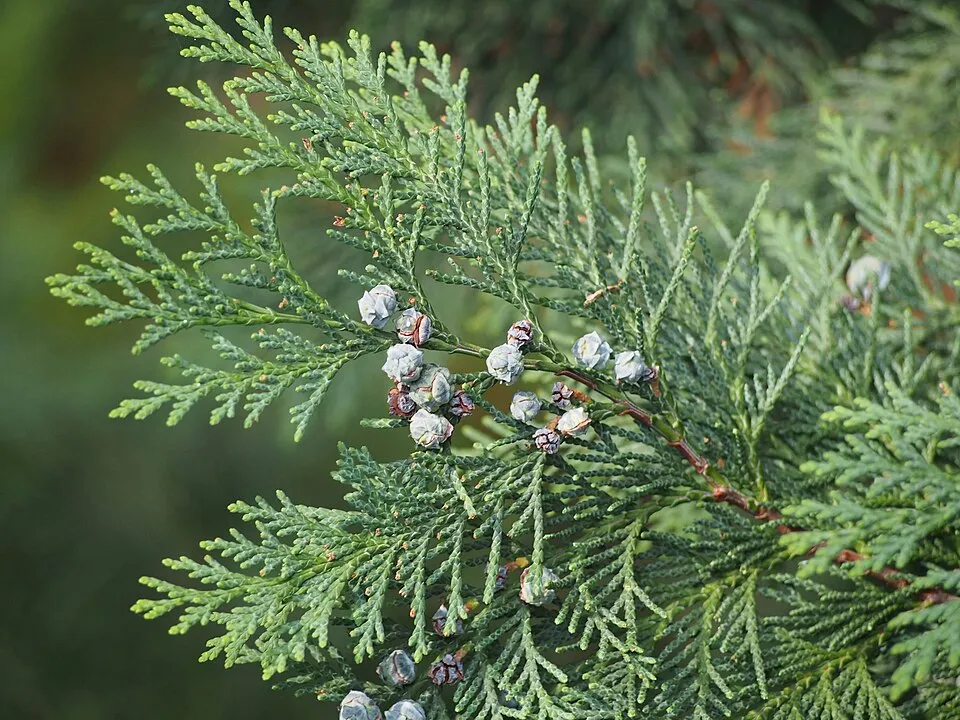 Arany oregoni hamisciprus / Chamaecyparis lawsoniana 'Stardust'