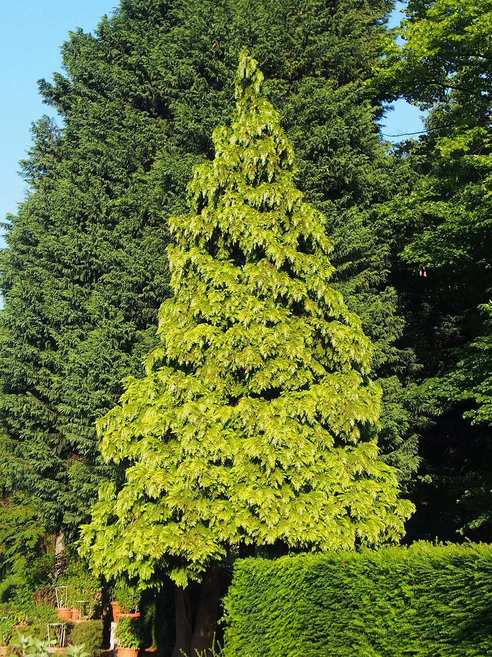 Arany oregoni hamisciprus / Chamaecyparis lawsoniana 'Stardust'