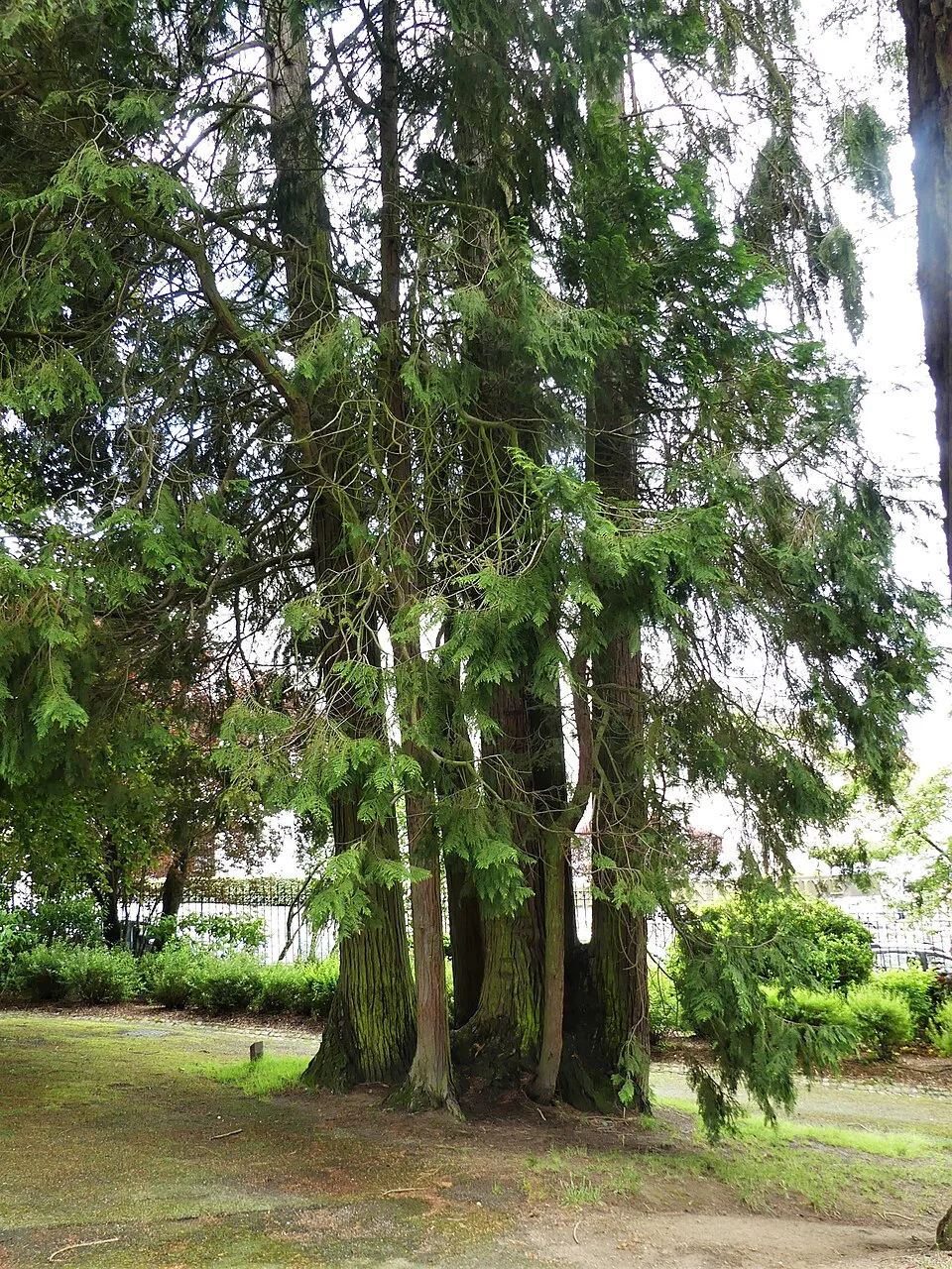 Ezüstös levelű oszlopos hamisciprus / Chamaecyparis lawsoniana 'Van Pelt's Blue'