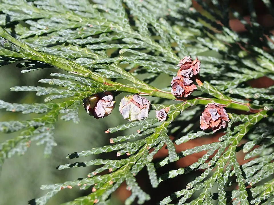 Ezüstös levelű oszlopos hamisciprus / Chamaecyparis lawsoniana 'Van Pelt's Blue'