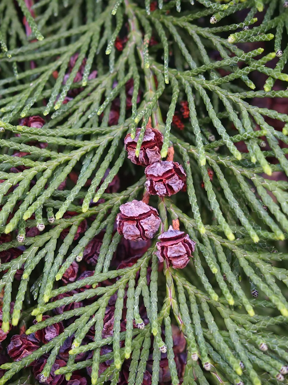 Sárga hamisciprus / Chamaecyparis lawsoniana 'Yvonne'