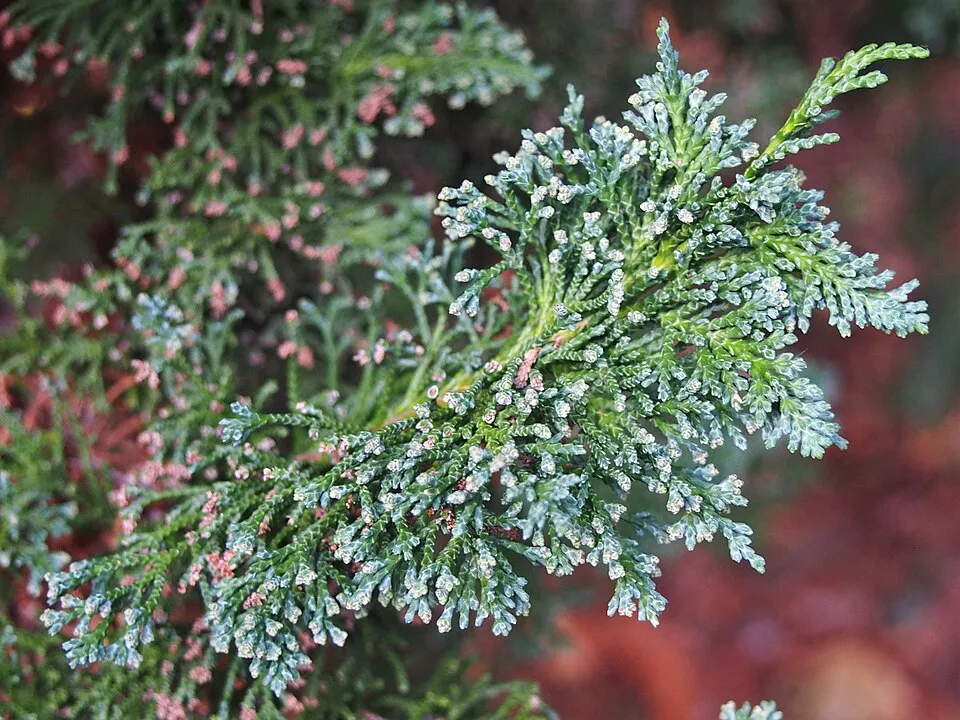 Sárga hamisciprus / Chamaecyparis lawsoniana 'Yvonne'