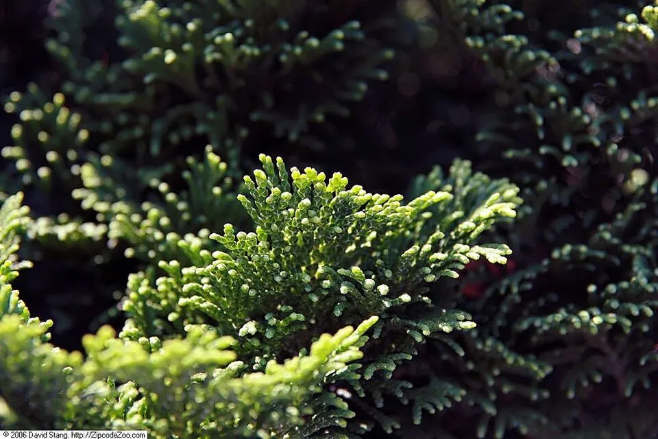 Törpe kagylóciprus / Chamaecyparis obtusa 'Nana Gracilis'