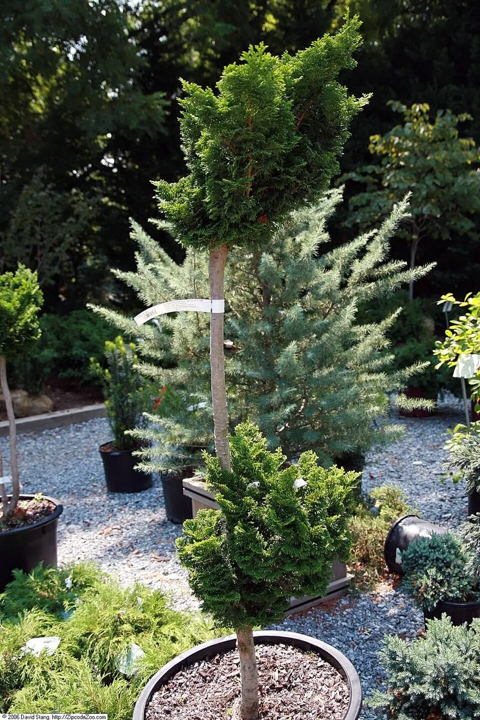 Törpe kagylóciprus / Chamaecyparis obtusa 'Nana Gracilis'