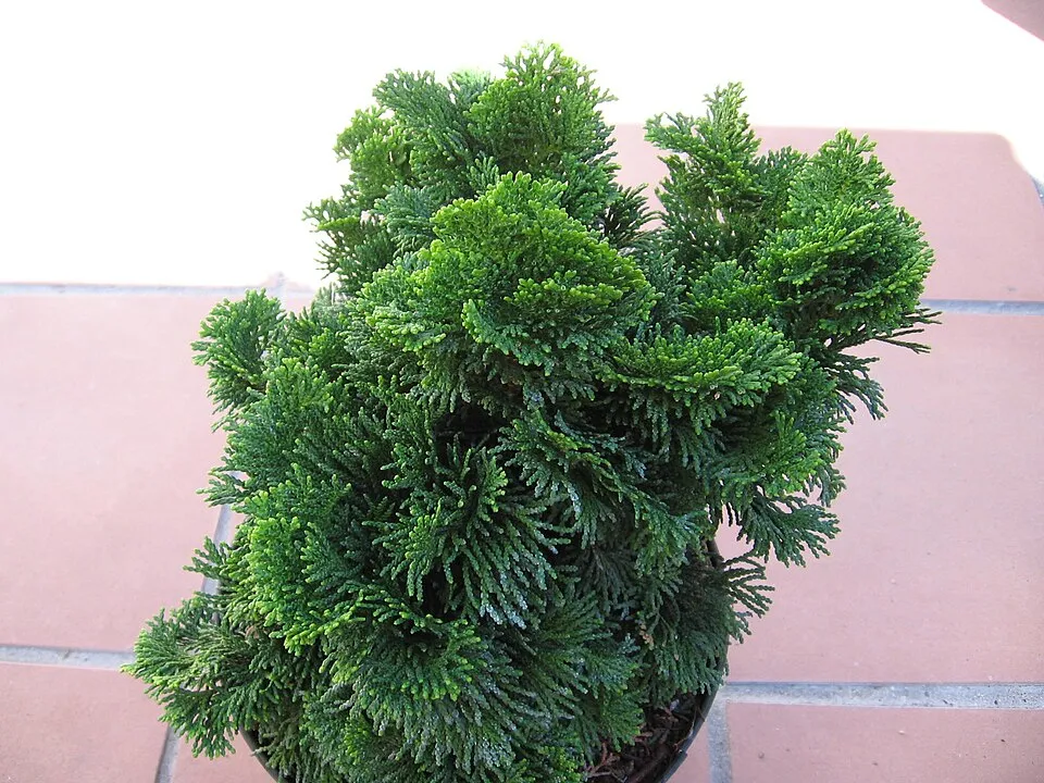 Törpe kagylóciprus / Chamaecyparis obtusa 'Nana Gracilis'