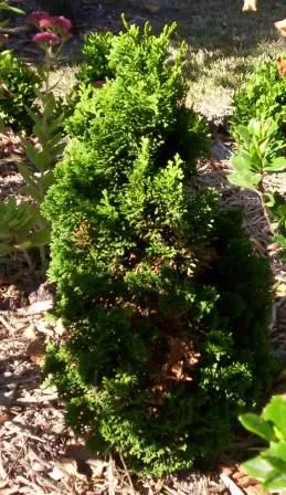 Törpe kagylóciprus / Chamaecyparis obtusa 'Nana Gracilis'