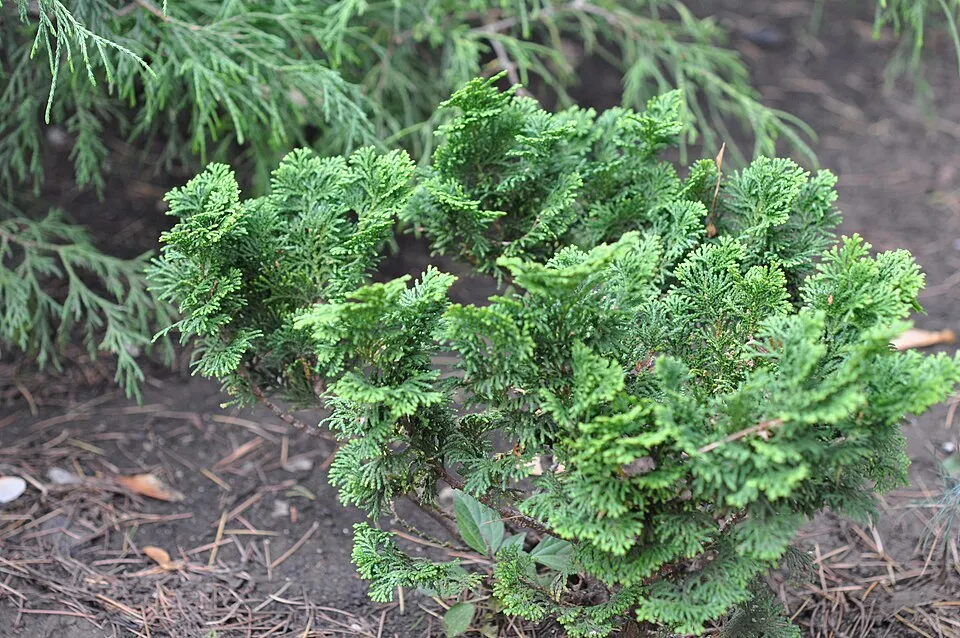 Törpe kagylóciprus / Chamaecyparis obtusa 'Nana Gracilis'