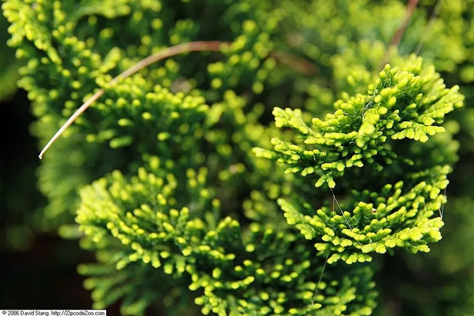 Törpe kagylóciprus / Chamaecyparis obtusa 'Nana Gracilis'