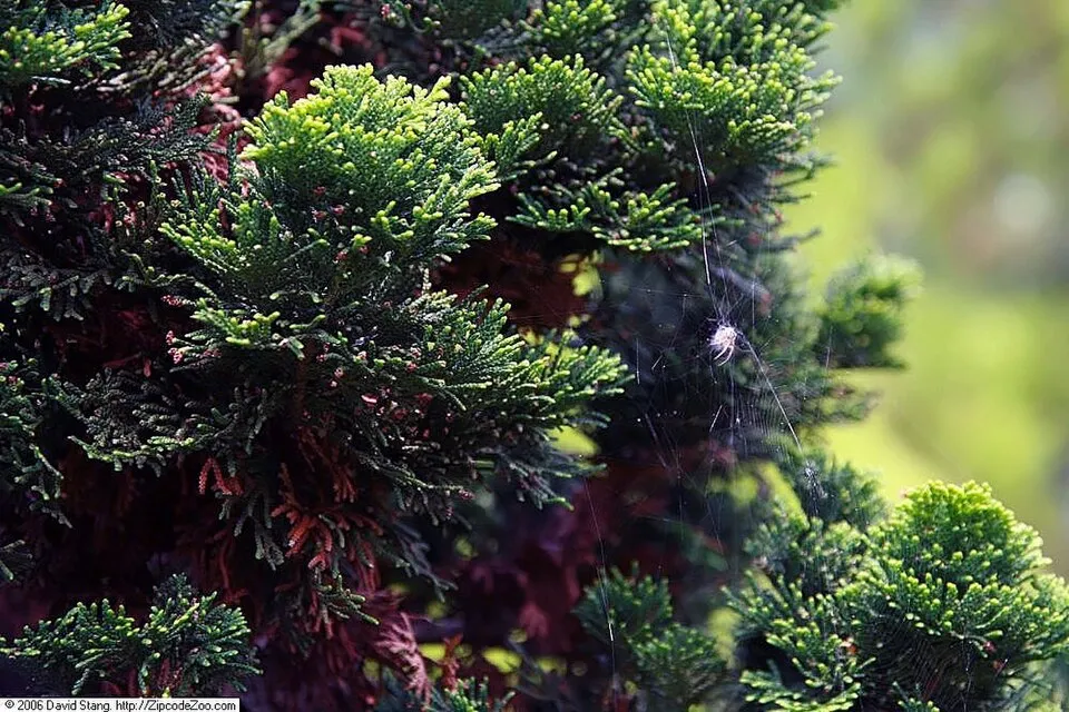 Törpe kagylóciprus / Chamaecyparis obtusa 'Nana Gracilis'