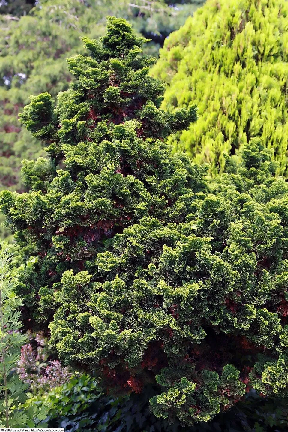 Törpe kagylóciprus / Chamaecyparis obtusa 'Nana Gracilis'