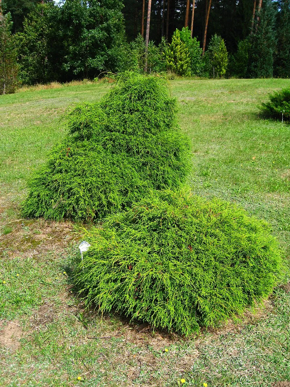 Törpe szavára hamisciprus / Chamaecyparis pisifera 'Filifera Nana'