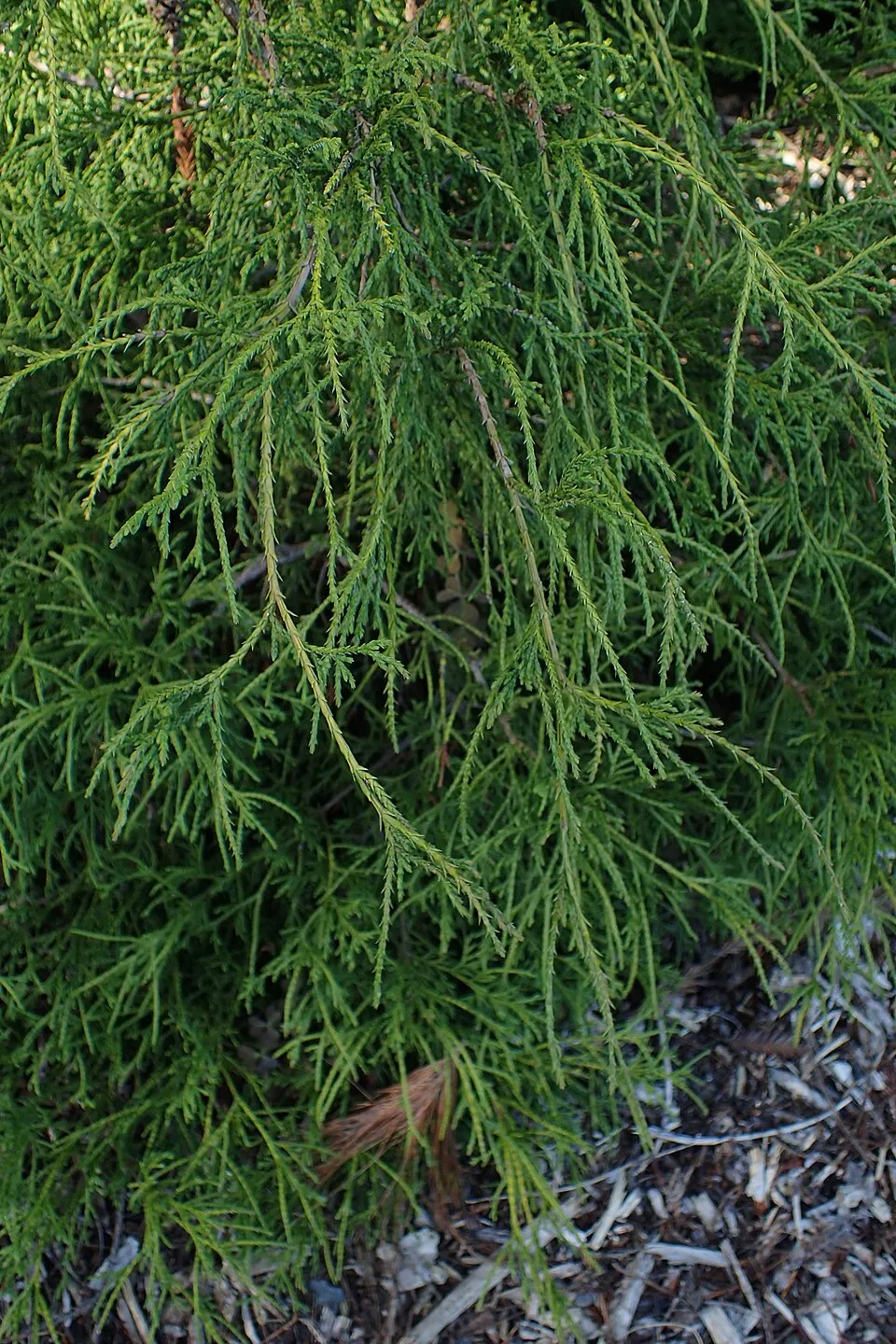 Törpe szavára hamisciprus / Chamaecyparis pisifera 'Filifera Nana'