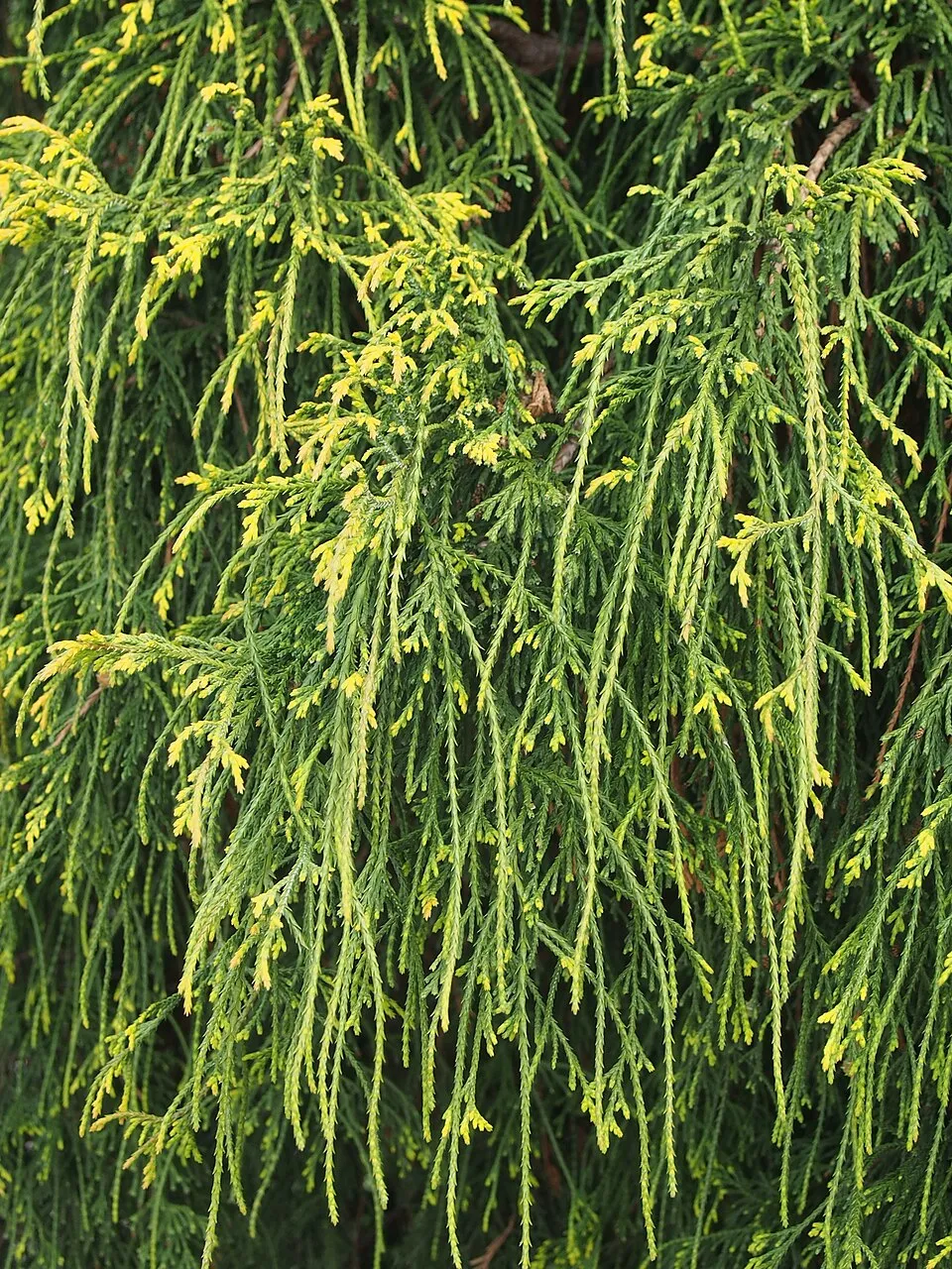 Törpe szavára hamisciprus / Chamaecyparis pisifera 'Filifera Nana'
