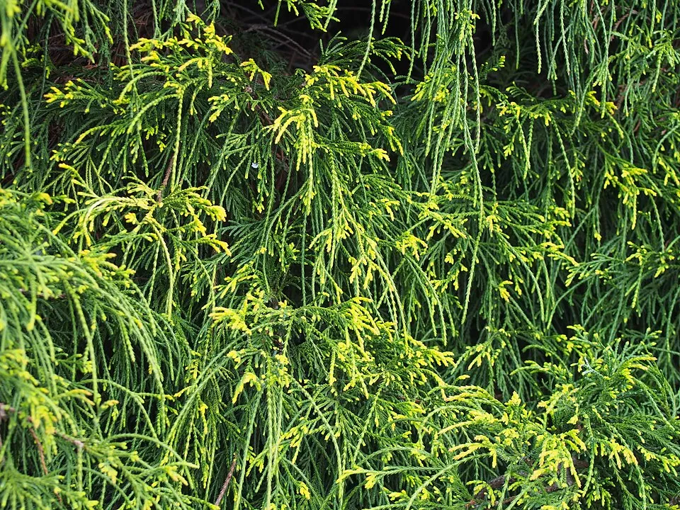 Törpe szavára hamisciprus / Chamaecyparis pisifera 'Filifera Nana'