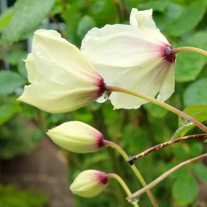 Fehér virágú iszalag / Clematis montana 'Grandiflora'