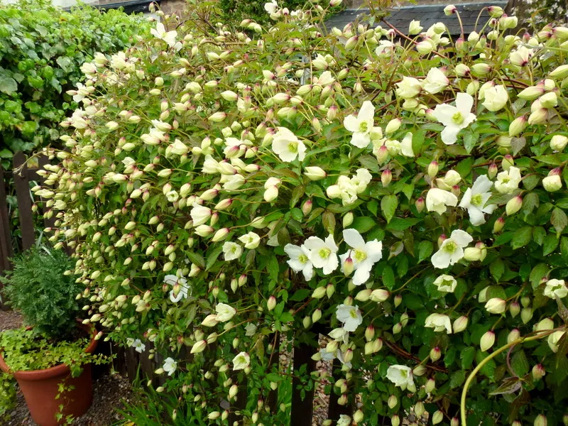 Fehér virágú iszalag / Clematis montana 'Grandiflora'