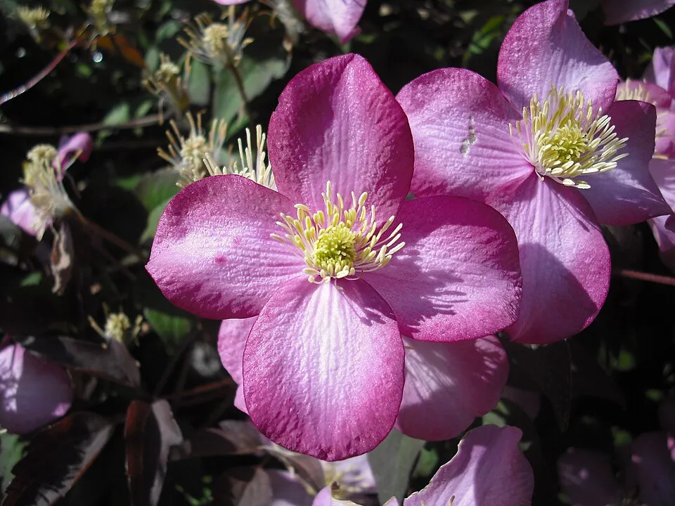 Rózsaszín virágú iszalag / Clematis montana 'Rubens'