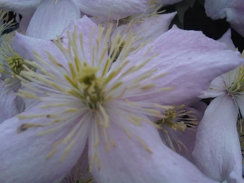 Rózsaszín virágú iszalag / Clematis montana 'Rubens'