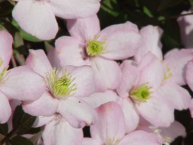 Rózsaszín virágú iszalag / Clematis montana 'Rubens'