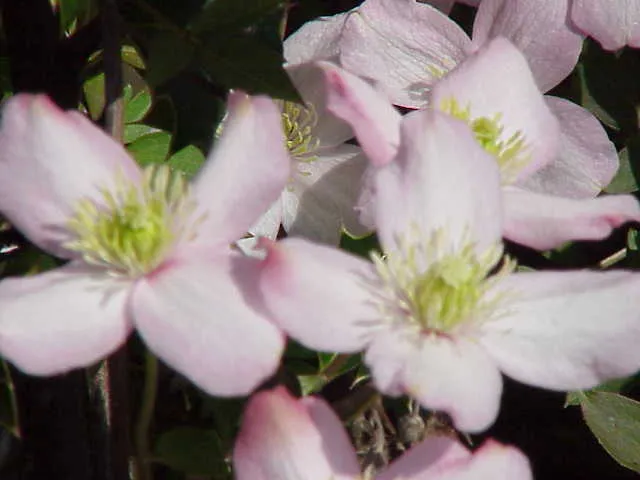 Rózsaszín virágú iszalag / Clematis montana 'Rubens'