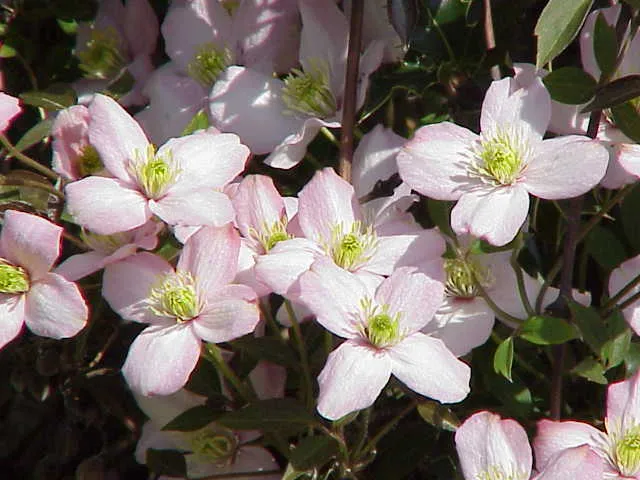 Rózsaszín virágú iszalag / Clematis montana 'Rubens'