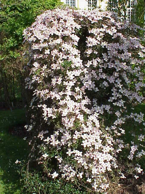 Rózsaszín virágú iszalag / Clematis montana 'Rubens'