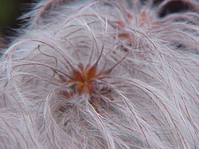 Rózsaszín virágú iszalag / Clematis montana 'Rubens'