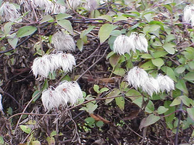 Rózsaszín virágú iszalag / Clematis montana 'Rubens'