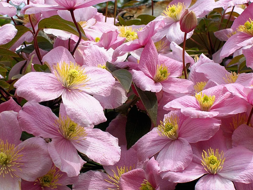 Rózsaszín virágú iszalag / Clematis montana 'Rubens'