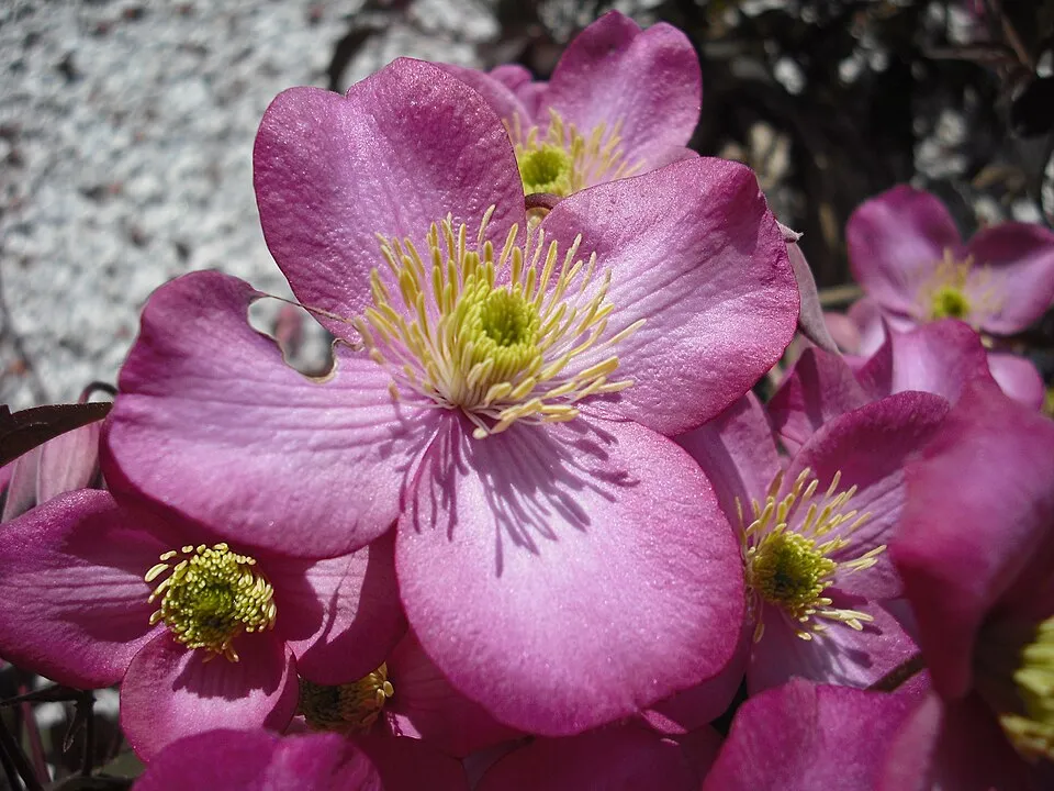 Rózsaszín virágú iszalag / Clematis montana 'Rubens'