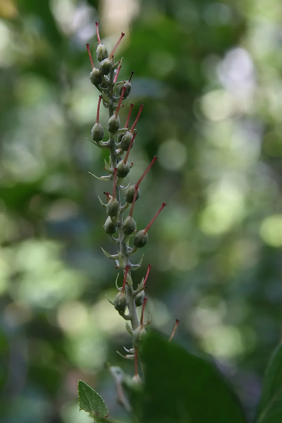 Rózsaszín virágú, illatos borscserje / Clethra alnifolia 'Pink Spire'