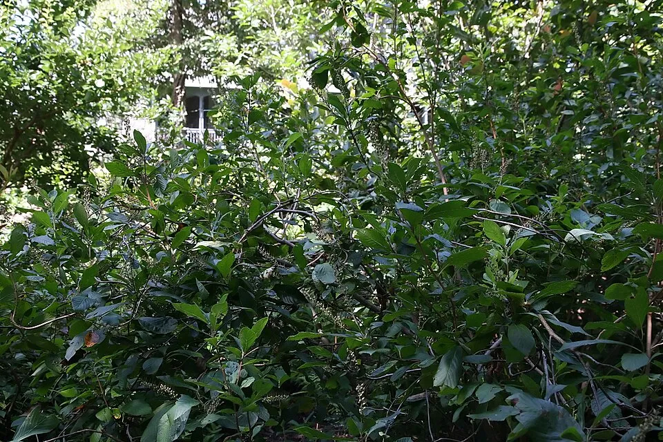Rózsaszín virágú, illatos borscserje / Clethra alnifolia 'Pink Spire'